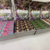 Cake carts