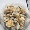 Ape mushrooms