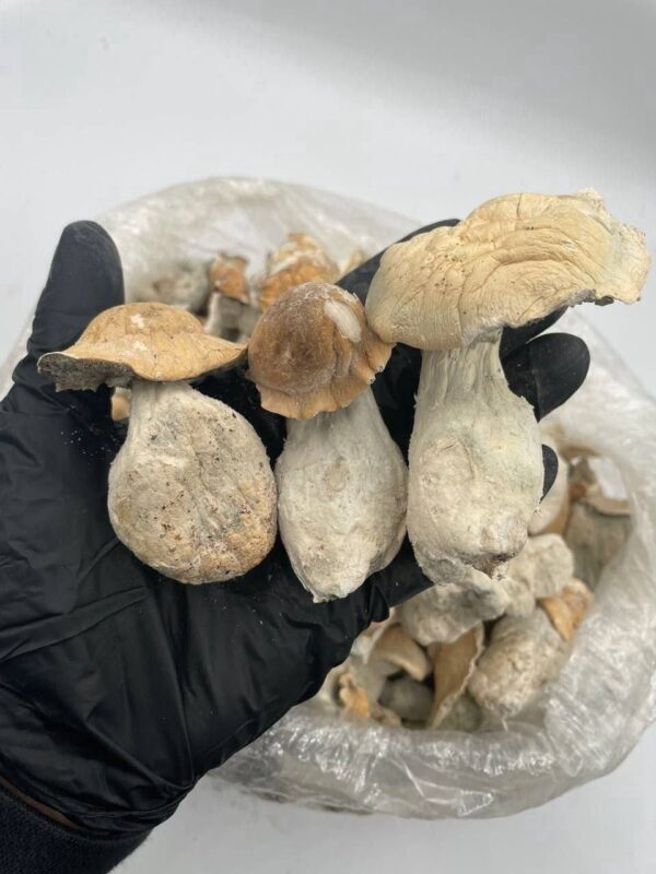 Ape mushrooms