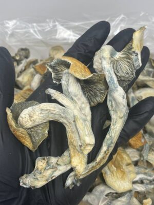 Blue meanie Shrooms