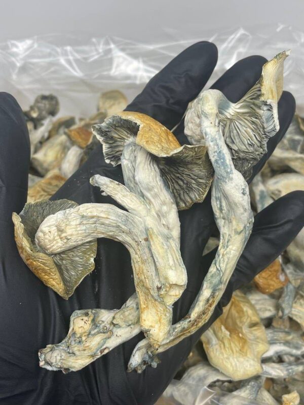 Blue meanie Shrooms