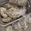 Blue meanie Shrooms