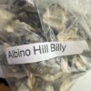Albino hill billy shrooms