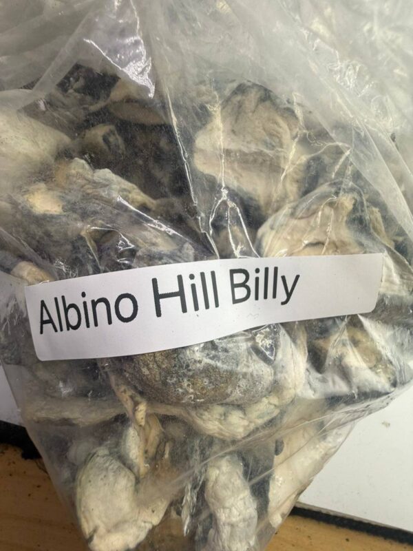 Albino hill billy shrooms