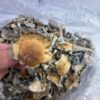 Golden teachers shrooms