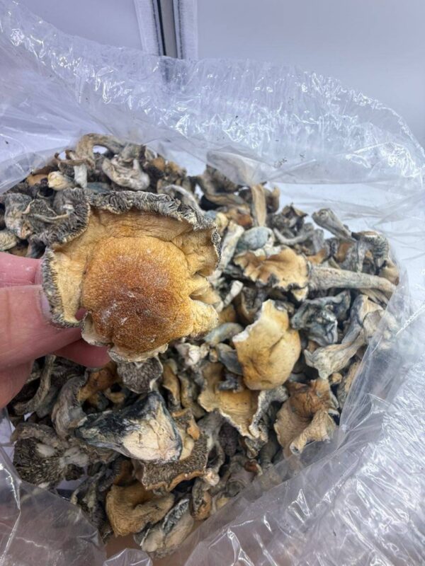 Golden teachers shrooms