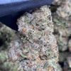 Pink Gelato