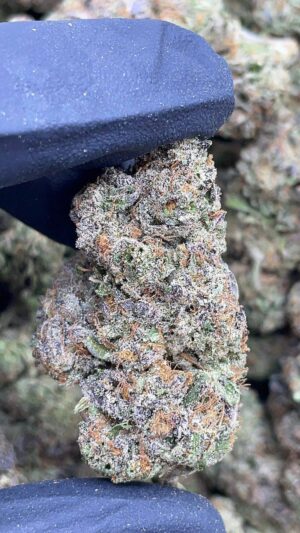 Pink Gelato