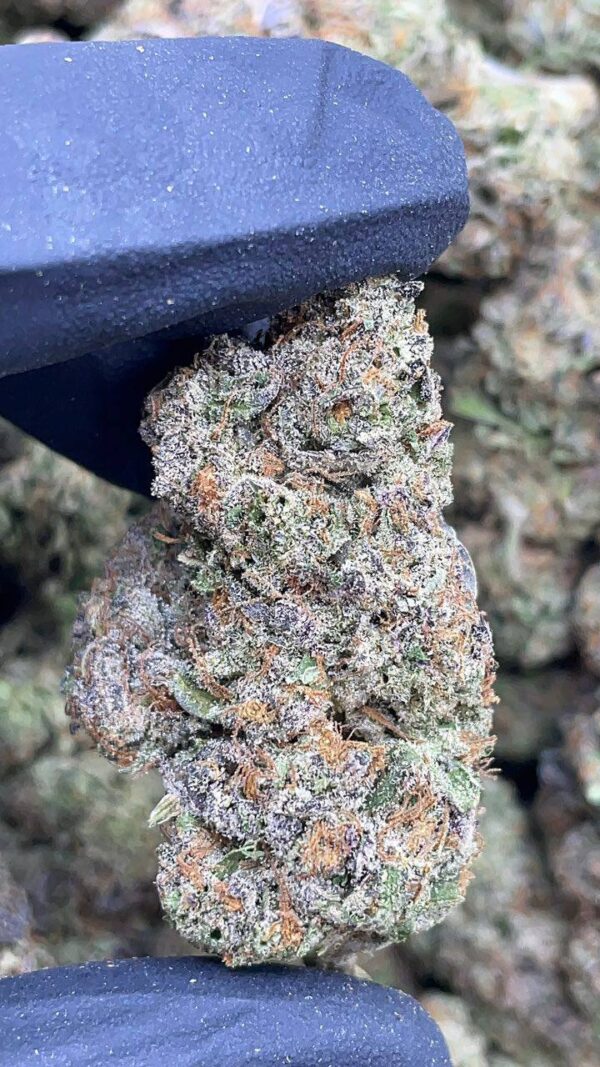 Pink Gelato