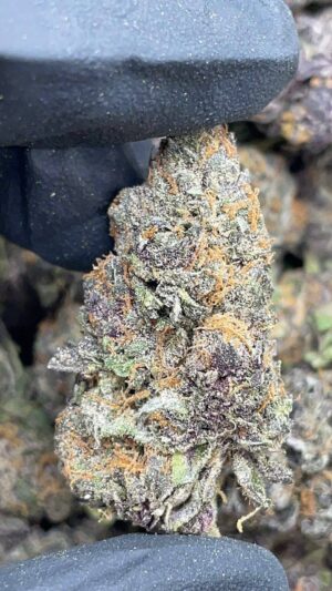 King Sherbert