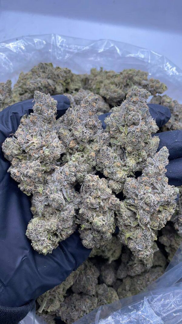 Granddaddy Perc