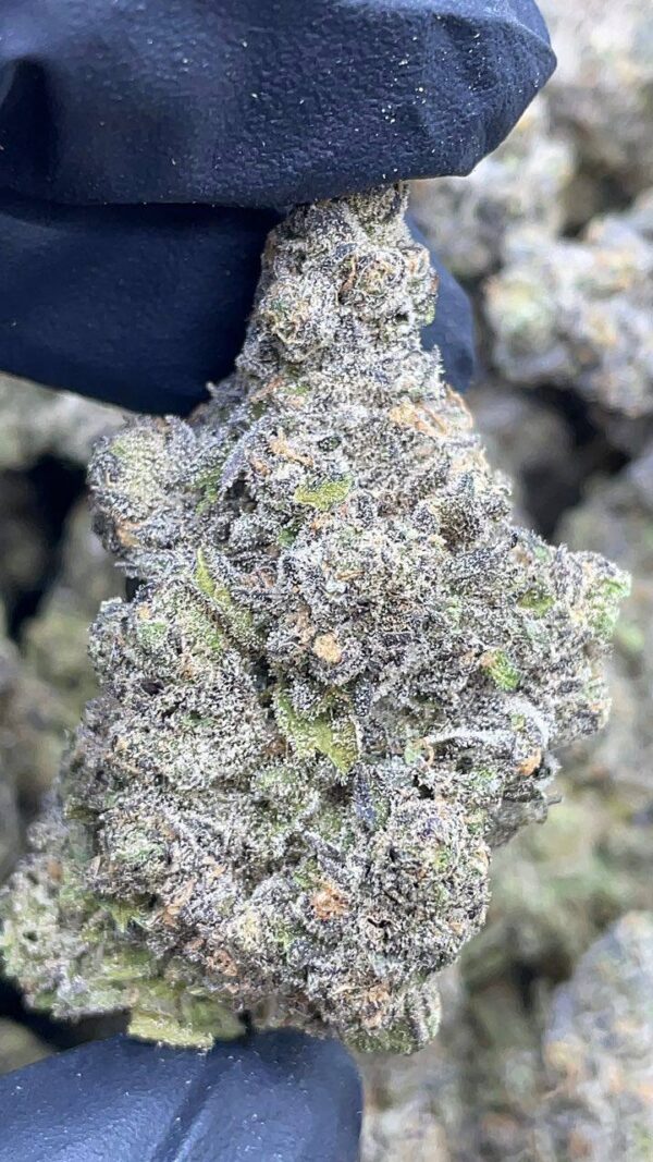 Granddaddy Perc