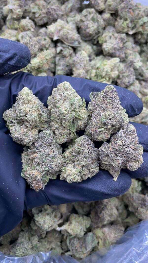 Granddaddy Perc Meds