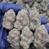 Blue Cherry Gelato