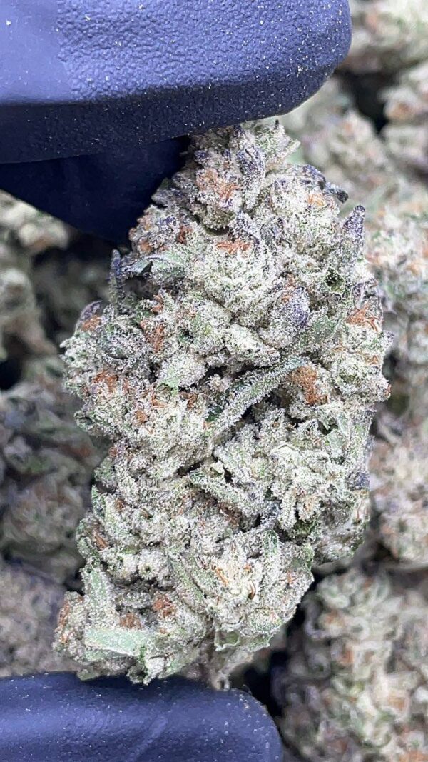 Winter Truffle