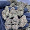 Rainbow Zkittlez