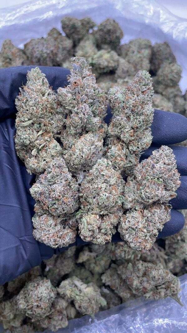 BlackBerry Gelato