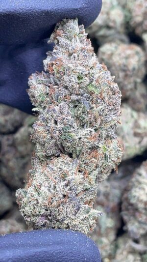 BlackBerry Gelato