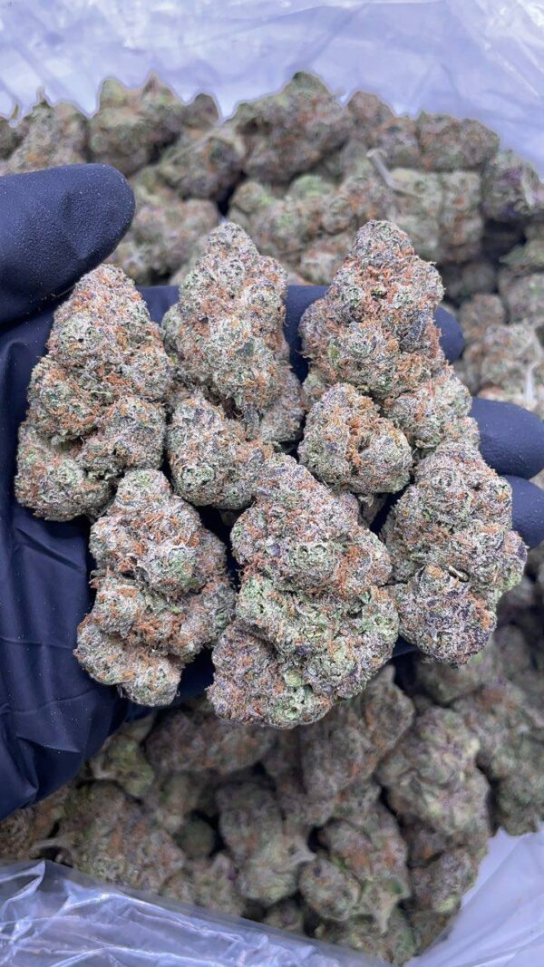 Pink Starburst