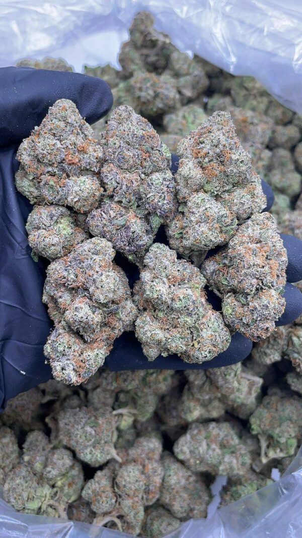 Purple Mochi