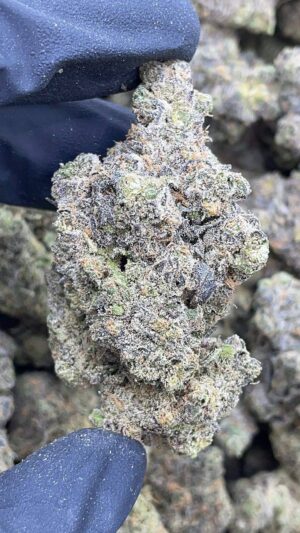 Grand Daddy Perc