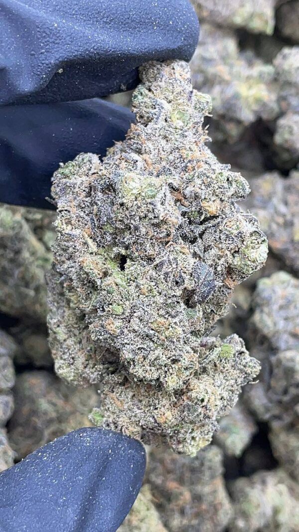 Grand Daddy Perc
