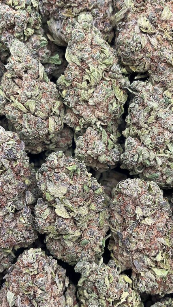 Shady Apple