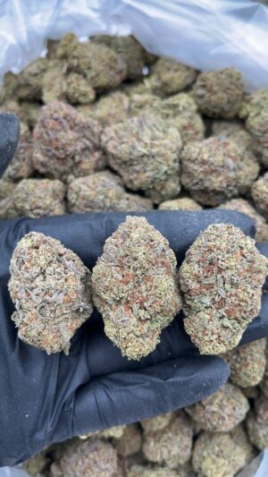 Gelato King