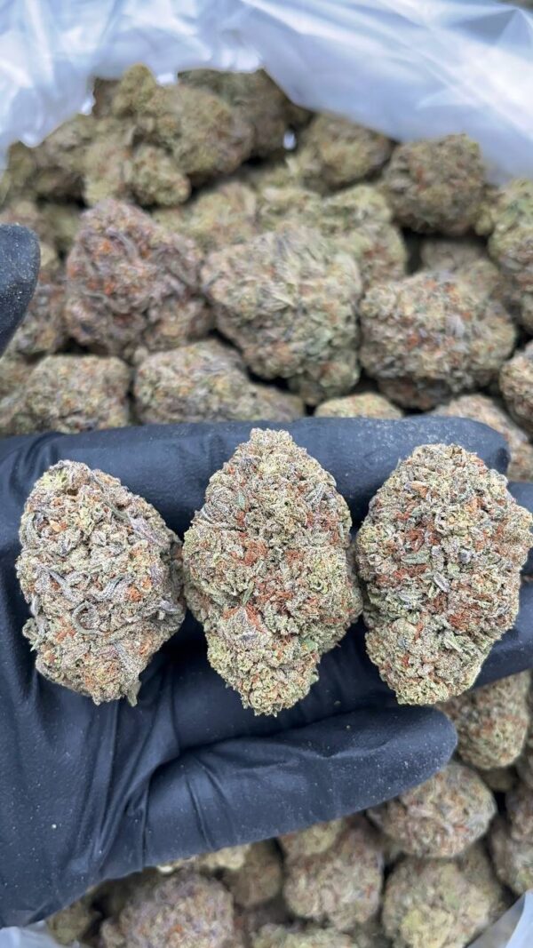 Gelato King