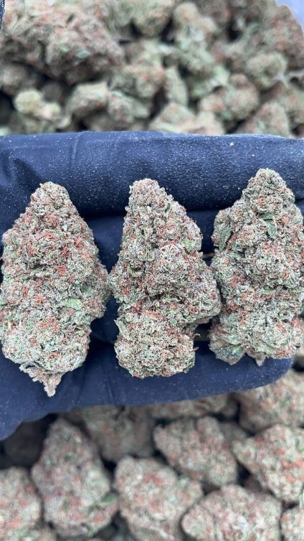 Black Gelato