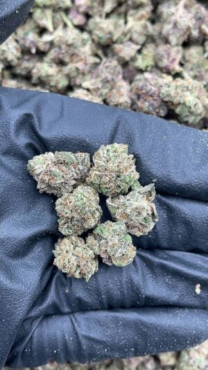 Blizzard Smalls