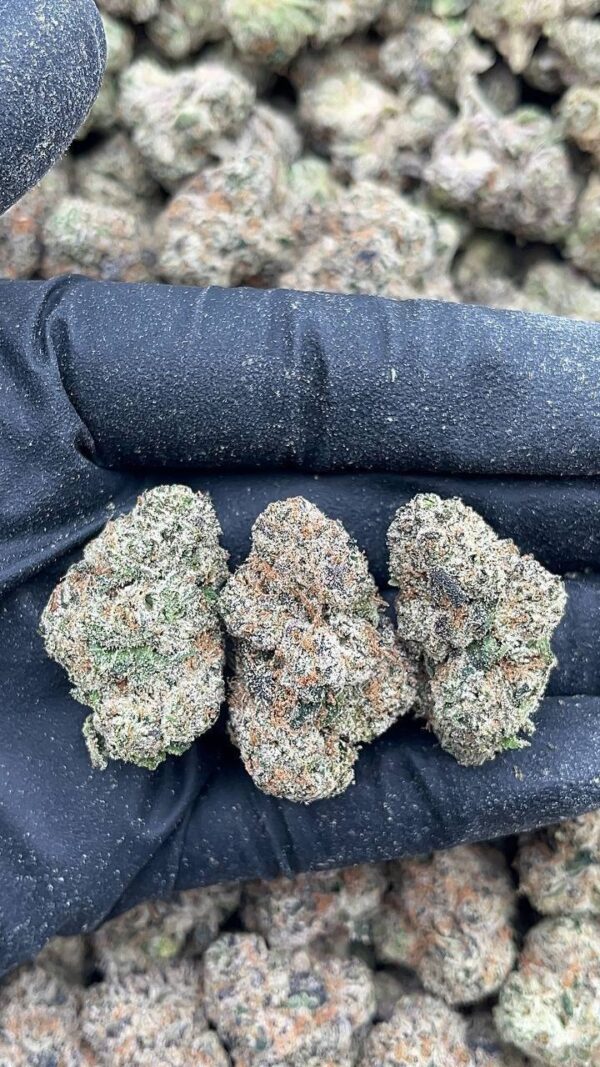 Purple Champagne