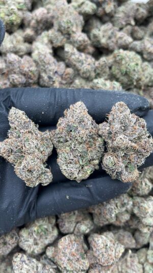 Purple Aurora