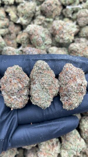 Lava Dawg