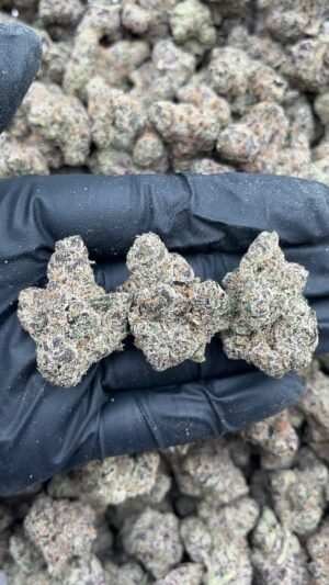 Gelato 33