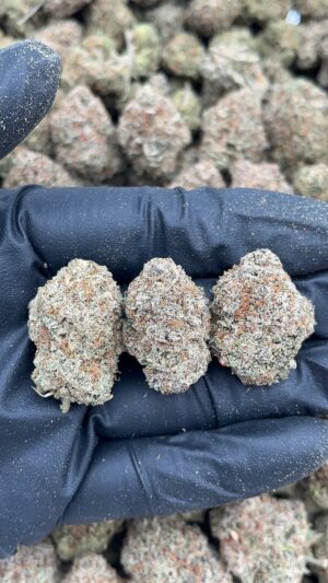 White Gummy