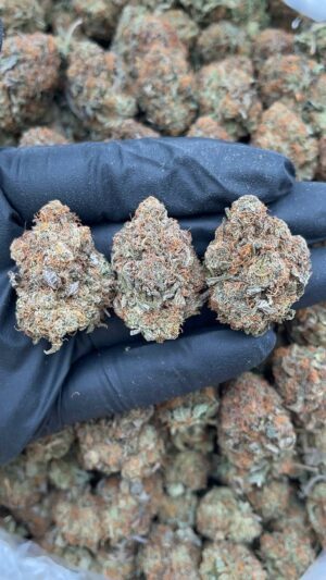 Platinum Bubba