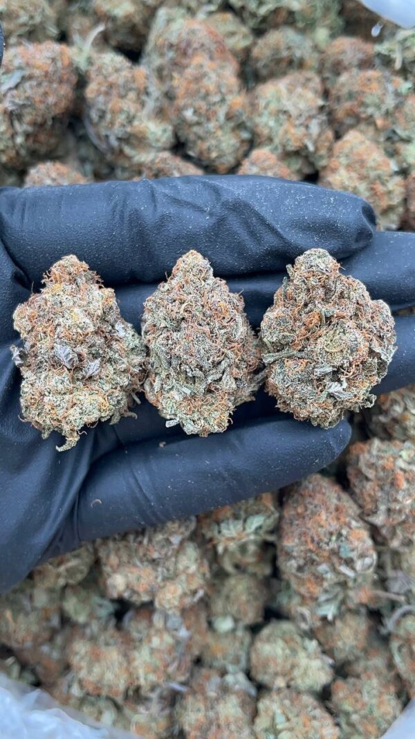Platinum Bubba