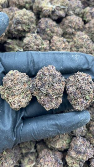 Tristar Pebbles