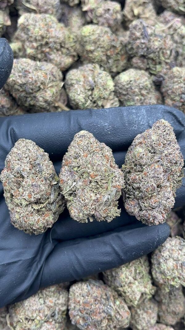 Swiss Cheese