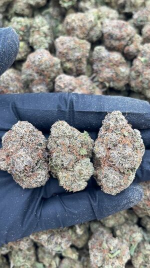 Bodega Bubblegum