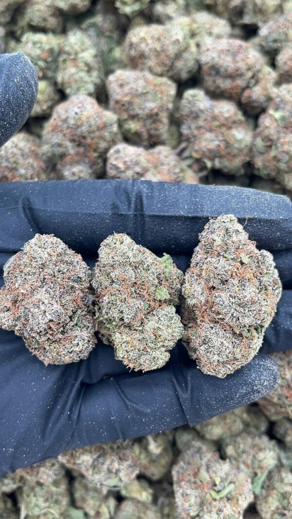 Bodega Bubblegum
