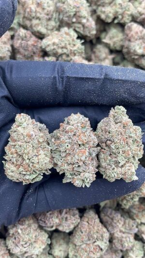 Pluto Kush