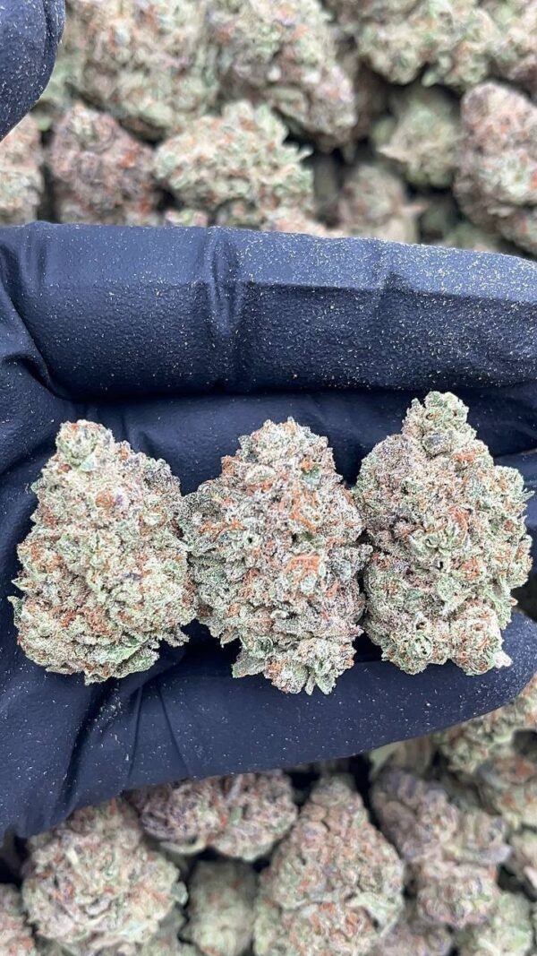 Pluto Kush