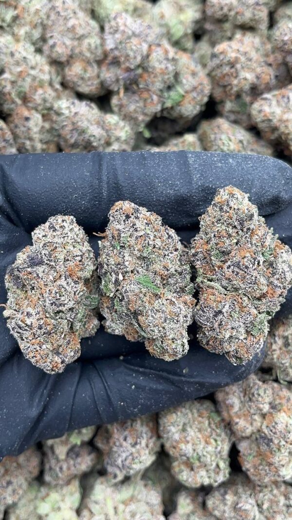 Pineapple Day Dream