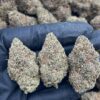 Sour OG