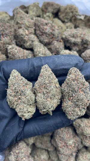 Sour OG
