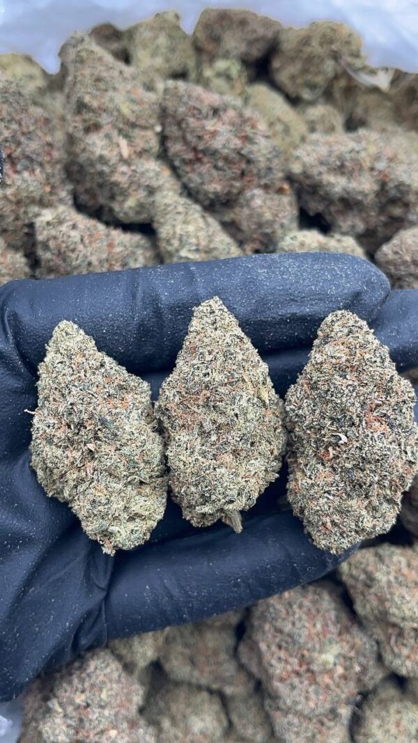 Sour OG